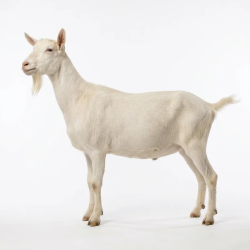 Saanen Dairy Goat Buck for Sale Kenya (Breeding Male) | All Healthy Farm