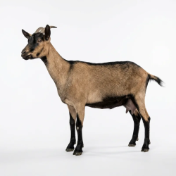 Alpine Dairy Goat Doe for Sale Kenya (Milking Female) | All Healthy Farm