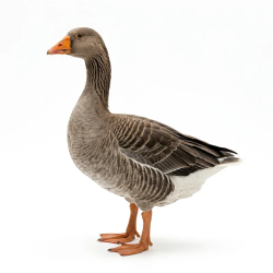 Live Grey Geese for Sale Kenya | KES 3,500 | All Healthy Farm